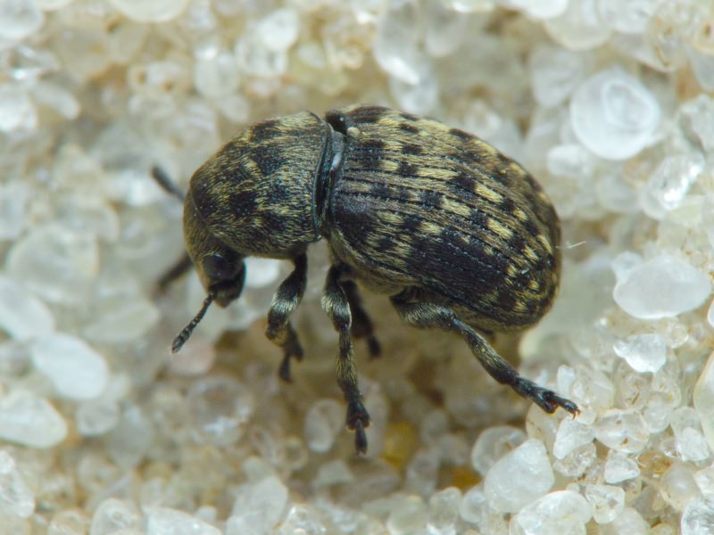 Anthribus nebulosus Förster, 1771